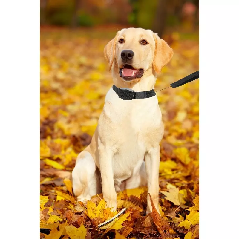 Petshop - Accesorii petshop - Zgarzi, lese si hamuri - Lese - Lesa retractabila pentru caini Lucky Leash L/XL Negru - Infinity.ro