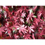 Casa si Gradina - Gradina si terasa - Garduri, panouri si accesorii - Gard artificial Fall, 100x200cm - Infinity.ro