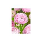 Casa si Gradina - Gradinarit si plante - Plante si ghivece - Bulbi, seminte si rasaduri - Bulbi Ranunculus Pink, Piciorul cocosului roz, 7/8 cm - Infinity.ro