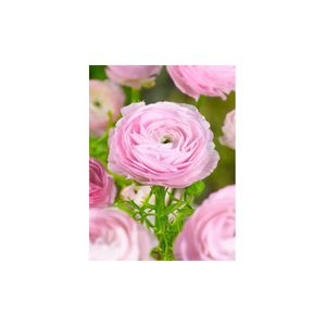 Casa si Gradina - Gradinarit si plante - Plante si ghivece - Infinity.ro