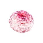Casa si Gradina - Gradinarit si plante - Plante si ghivece - Bulbi, seminte si rasaduri - Bulbi Ranunculus Elegance Bianco Striato, Piciorul cocosului alb dungat, 3/4 N - Infinity.ro