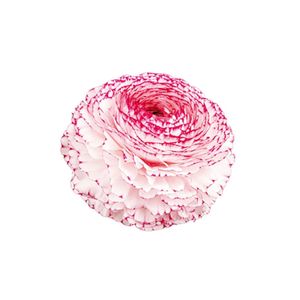 Casa si Gradina - Gradinarit si plante - Plante si ghivece - Infinity.ro