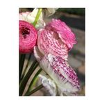 Casa si Gradina - Gradinarit si plante - Plante si ghivece - Bulbi, seminte si rasaduri - Bulbi Ranunculus Elegance Bianco Striato, Piciorul cocosului alb dungat, 3/4 N - Infinity.ro