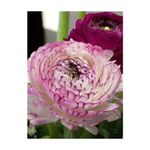 Casa si Gradina - Gradinarit si plante - Plante si ghivece - Bulbi, seminte si rasaduri - Bulbi Ranunculus Elegance Bianco Striato, Piciorul cocosului alb dungat, 3/4 N - Infinity.ro