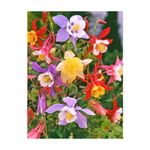 Casa si Gradina - Gradinarit si plante - Plante si ghivece - Bulbi, seminte si rasaduri - Radacini Aquilegia Mckana Hybrids, Caldaruse, I - Infinity.ro