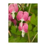 Casa si Gradina - Gradinarit si plante - Plante si ghivece - Bulbi, seminte si rasaduri - Radacini Dicentra Spectabilis, Inimioare sangerande, 2/3 N - Infinity.ro
