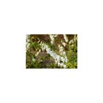 Casa si Gradina - Gradinarit si plante - Plante si ghivece - Bulbi, seminte si rasaduri - Radacini Dicentra Spectabilis Alba, Inimioare albe, 2/3 N - Infinity.ro