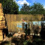 Casa si Gradina - Gradina si terasa - Garduri, panouri si accesorii - Gard/paravan din trestie, 5x1.5 m - Infinity.ro