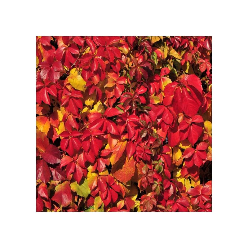 Casa si Gradina - Gradinarit si plante - Plante si ghivece - Plante in ghiveci - Planta Vita de Canada, Parthenocissus REDWALL® Troki P9, ghiveci 9cm - Infinity.ro