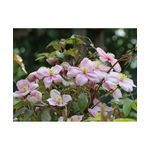 Casa si Gradina - Gradinarit si plante - Plante si ghivece - Plante in ghiveci - Planta Clematis montana var. rubens P9, ghiveci 9cm - Infinity.ro