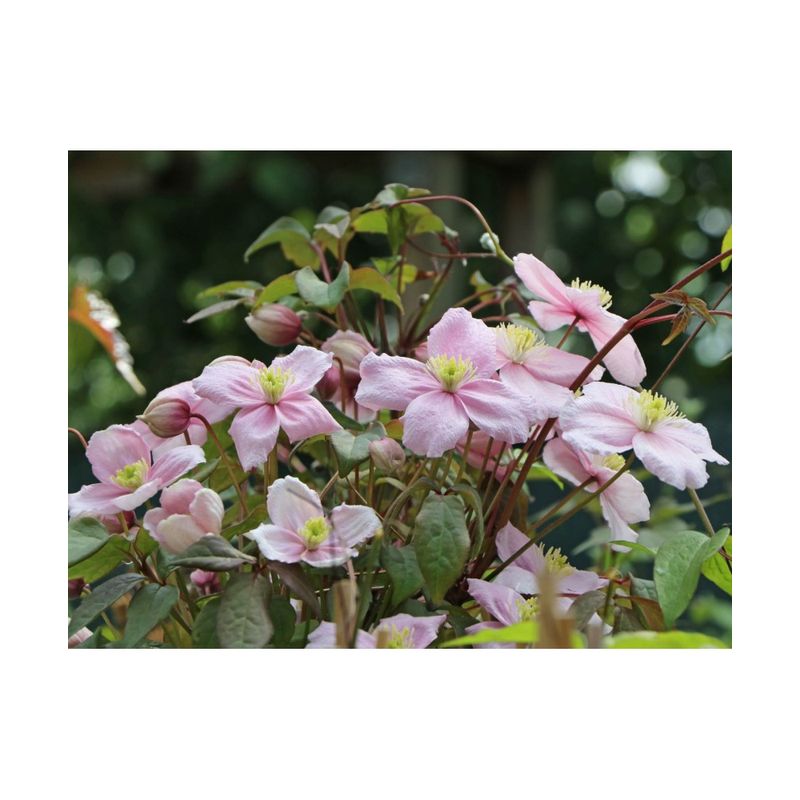 Casa si Gradina - Gradinarit si plante - Plante si ghivece - Plante in ghiveci - Planta Clematis montana var. rubens P9, ghiveci 9cm - Infinity.ro