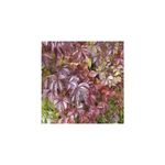 Casa si Gradina - Gradinarit si plante - Plante si ghivece - Plante in ghiveci - Planta Vita de Canada, Parthenocissus REDWALL® Troki P9, ghiveci 9cm - Infinity.ro