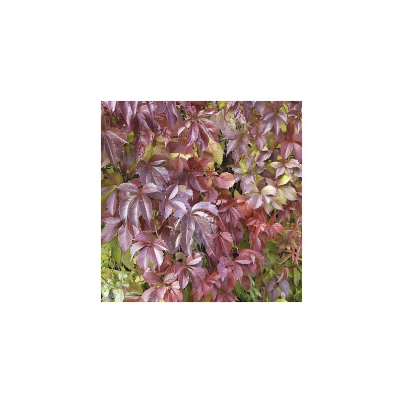 Casa si Gradina - Gradinarit si plante - Plante si ghivece - Plante in ghiveci - Planta Vita de Canada, Parthenocissus REDWALL® Troki P9, ghiveci 9cm - Infinity.ro