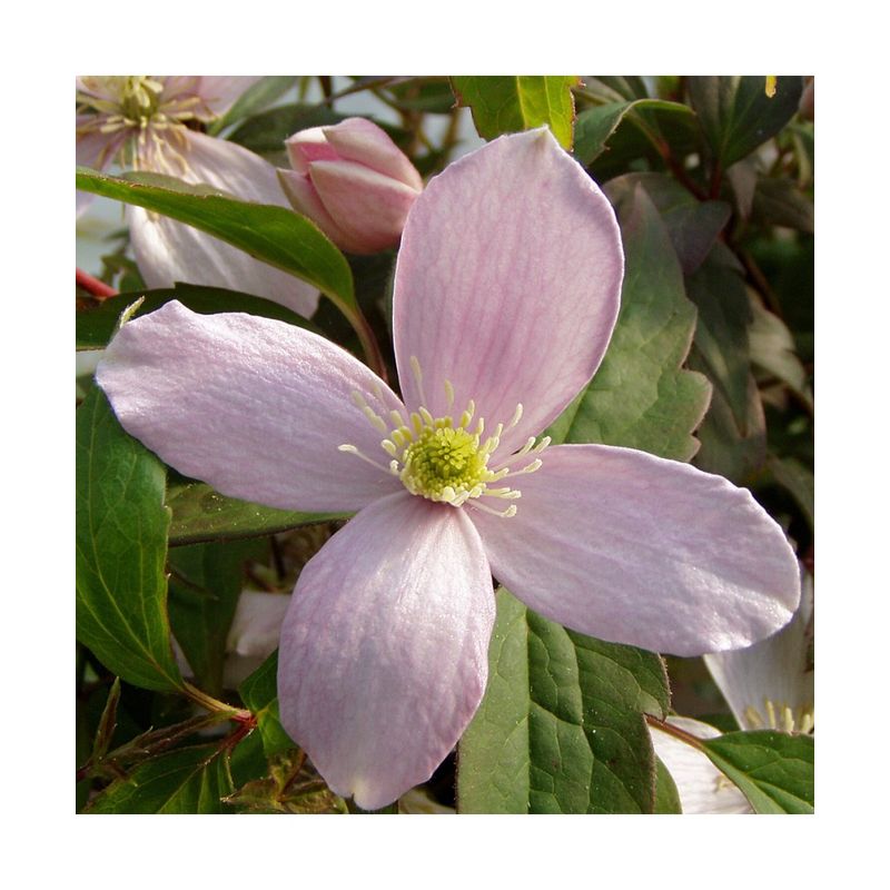 Casa si Gradina - Gradinarit si plante - Plante si ghivece - Plante in ghiveci - Planta Clematis montana var. rubens P9, ghiveci 9cm - Infinity.ro