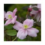 Casa si Gradina - Gradinarit si plante - Plante si ghivece - Plante in ghiveci - Planta Clematis montana var. rubens P9, ghiveci 9cm - Infinity.ro