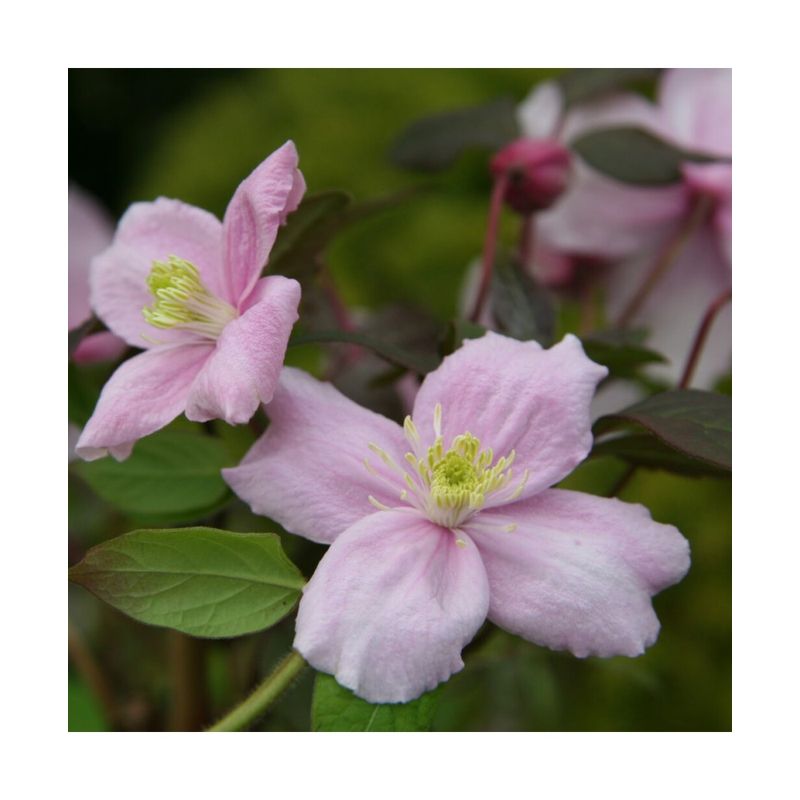 Casa si Gradina - Gradinarit si plante - Plante si ghivece - Plante in ghiveci - Planta Clematis montana var. rubens P9, ghiveci 9cm - Infinity.ro