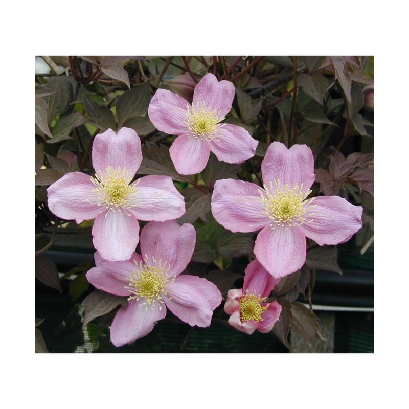 Casa si Gradina - Gradinarit si plante - Plante si ghivece - Plante in ghiveci - Planta Clematis montana var. rubens P9, ghiveci 9cm - Infinity.ro