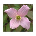 Casa si Gradina - Gradinarit si plante - Plante si ghivece - Plante in ghiveci - Planta Clematis montana Mayleen P9, ghiveci 9cm - Infinity.ro