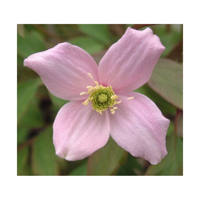 Casa si Gradina - Gradinarit si plante - Plante si ghivece - Plante in ghiveci - Planta Clematis montana Mayleen P9, ghiveci 9cm - Infinity.ro