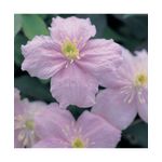 Casa si Gradina - Gradinarit si plante - Plante si ghivece - Plante in ghiveci - Planta Clematis montana Mayleen P9, ghiveci 9cm - Infinity.ro
