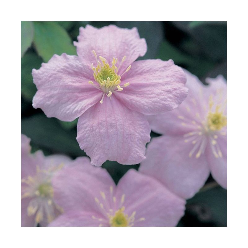 Casa si Gradina - Gradinarit si plante - Plante si ghivece - Plante in ghiveci - Planta Clematis montana Mayleen P9, ghiveci 9cm - Infinity.ro