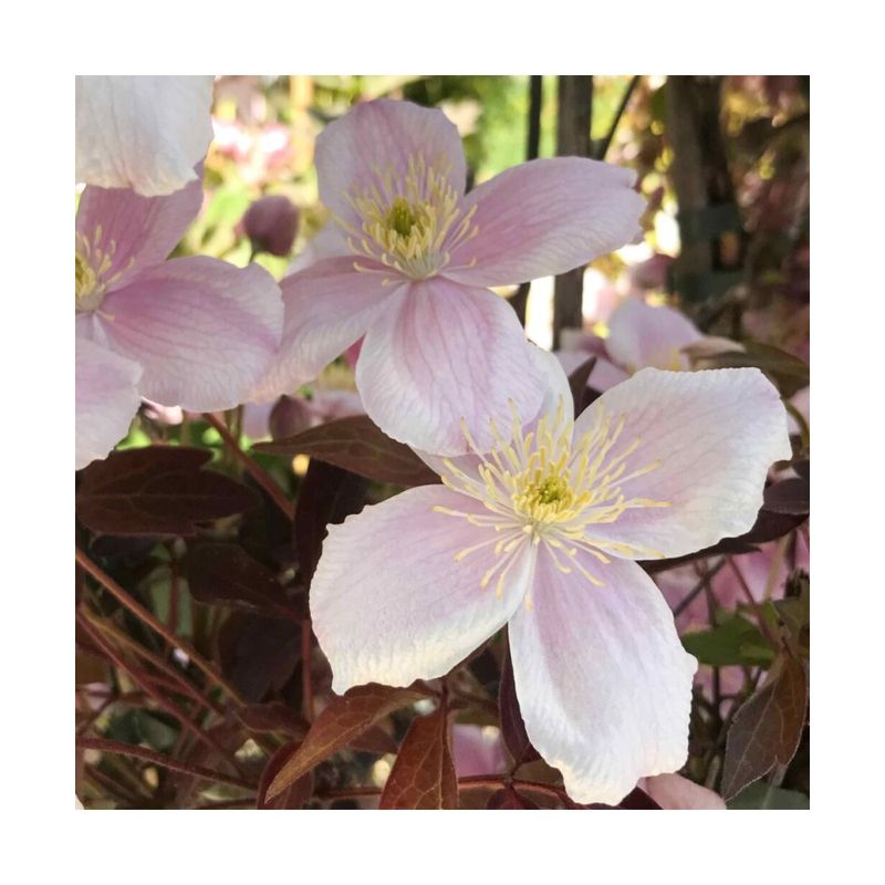 Casa si Gradina - Gradinarit si plante - Plante si ghivece - Plante in ghiveci - Planta Clematis montana Mayleen P9, ghiveci 9cm - Infinity.ro