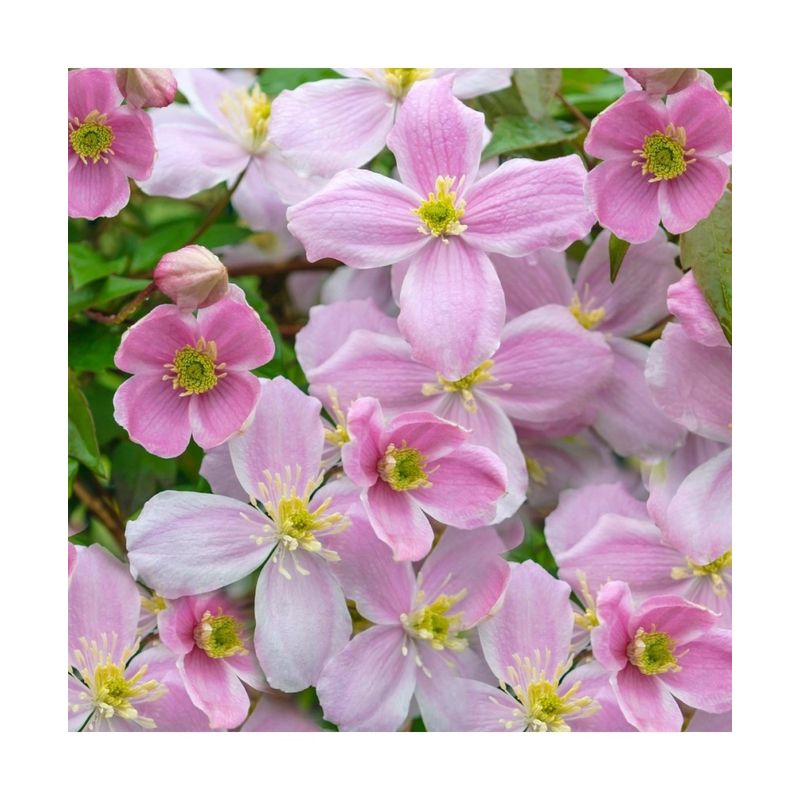 Casa si Gradina - Gradinarit si plante - Plante si ghivece - Plante in ghiveci - Planta Clematis montana Mayleen P9, ghiveci 9cm - Infinity.ro