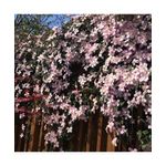 Casa si Gradina - Gradinarit si plante - Plante si ghivece - Plante in ghiveci - Planta Clematis montana Mayleen P9, ghiveci 9cm - Infinity.ro