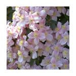 Casa si Gradina - Gradinarit si plante - Plante si ghivece - Plante in ghiveci - Planta Clematis montana Mayleen P9, ghiveci 9cm - Infinity.ro