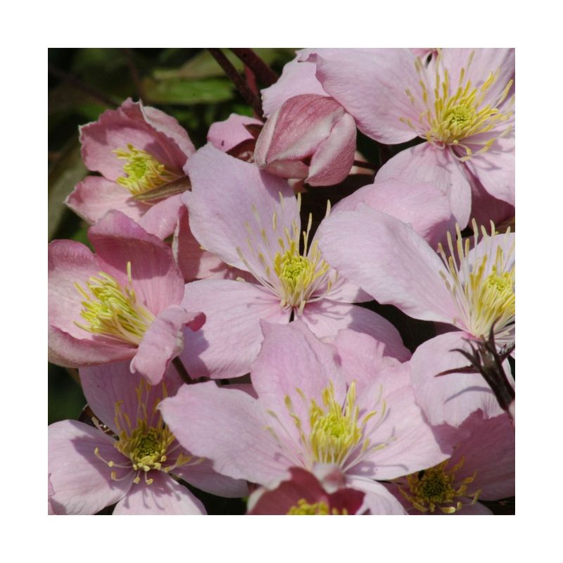 Casa si Gradina - Gradinarit si plante - Plante si ghivece - Plante in ghiveci - Planta Clematis montana Elizabeth P9, ghiveci 9cm - Infinity.ro