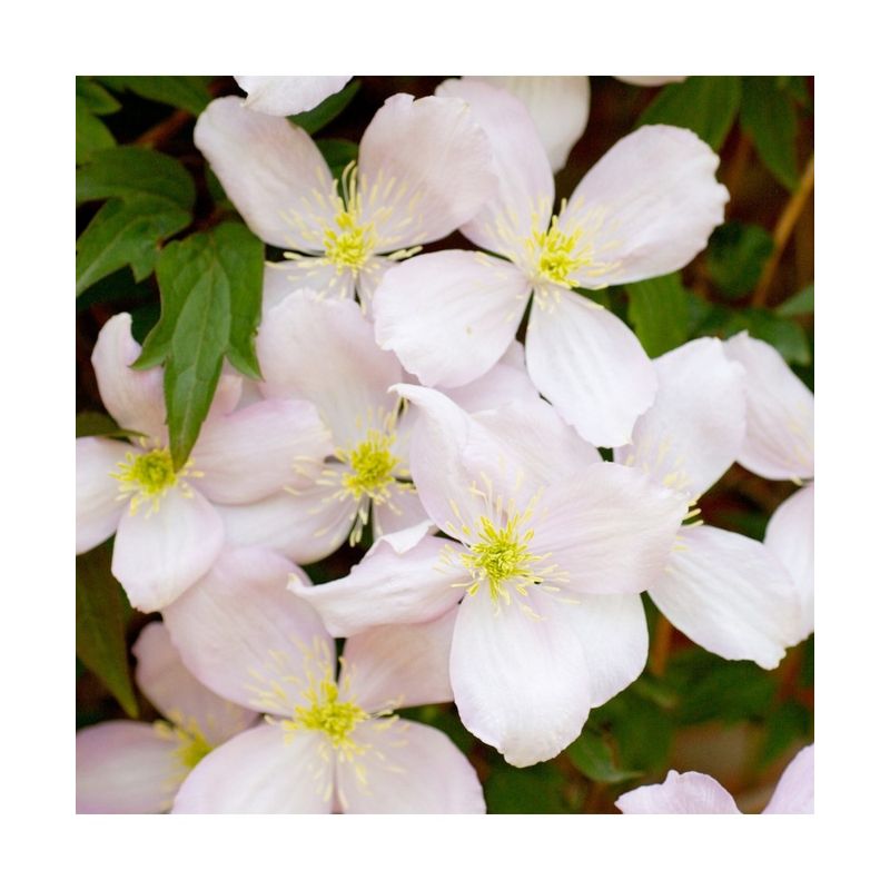 Casa si Gradina - Gradinarit si plante - Plante si ghivece - Plante in ghiveci - Planta Clematis montana Elizabeth P9, ghiveci 9cm - Infinity.ro