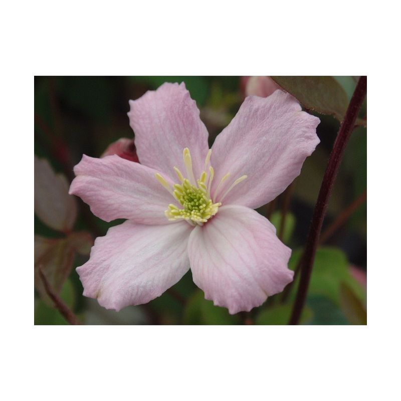 Casa si Gradina - Gradinarit si plante - Plante si ghivece - Plante in ghiveci - Planta Clematis montana Elizabeth P9, ghiveci 9cm - Infinity.ro