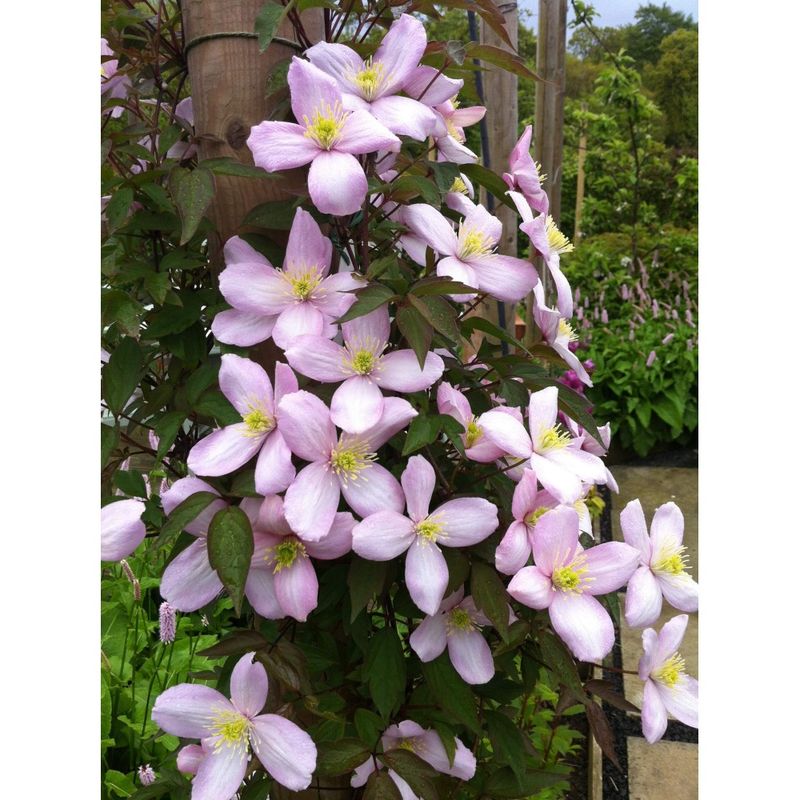 Casa si Gradina - Gradinarit si plante - Plante si ghivece - Plante in ghiveci - Planta Clematis montana Elizabeth P9, ghiveci 9cm - Infinity.ro