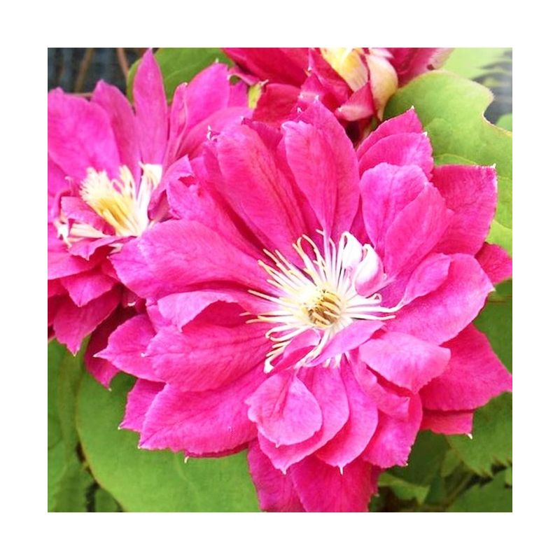 Casa si Gradina - Gradinarit si plante - Plante si ghivece - Plante in ghiveci - Planta Clematis Akafuji P9, ghiveci 9cm - Infinity.ro