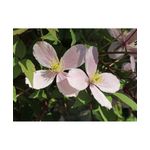 Casa si Gradina - Gradinarit si plante - Plante si ghivece - Plante in ghiveci - Planta Clematis montana Elizabeth P9, ghiveci 9cm - Infinity.ro