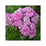 Casa si Gradina - Gradinarit si plante - Plante si ghivece - Plante in ghiveci - Planta Rosa Super Dorothy Heldoro  P9, trandafir, ghiveci 9cm - Infinity.ro