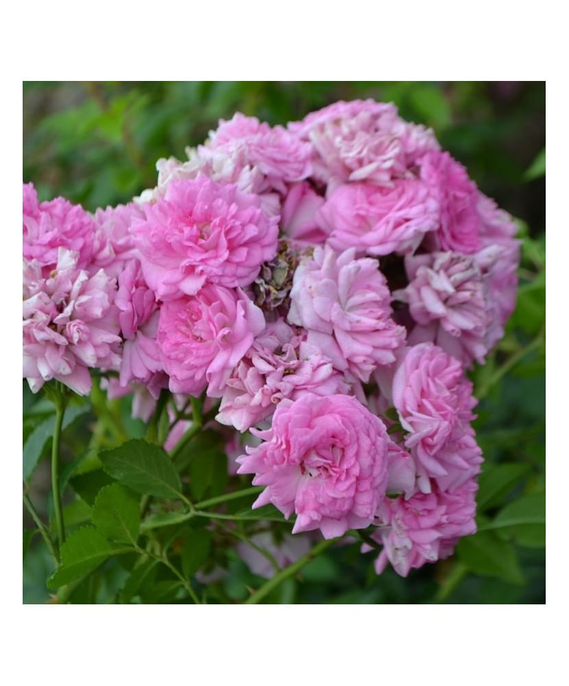Planta Rosa Super Dorothy Heldoro  P9, trandafir, ghiveci 9cm