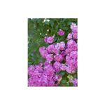 Casa si Gradina - Gradinarit si plante - Plante si ghivece - Plante in ghiveci - Planta Rosa Super Dorothy Heldoro  P9, trandafir, ghiveci 9cm - Infinity.ro