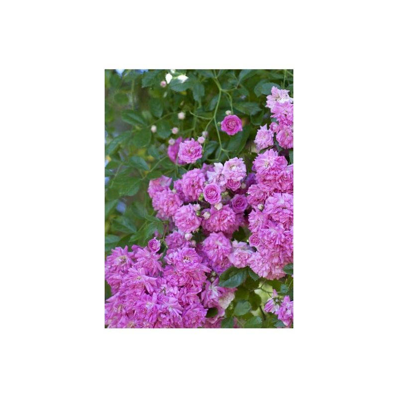 Casa si Gradina - Gradinarit si plante - Plante si ghivece - Plante in ghiveci - Planta Rosa Super Dorothy Heldoro  P9, trandafir, ghiveci 9cm - Infinity.ro