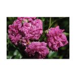 Casa si Gradina - Gradinarit si plante - Plante si ghivece - Plante in ghiveci - Planta Rosa Super Dorothy Heldoro  P9, trandafir, ghiveci 9cm - Infinity.ro