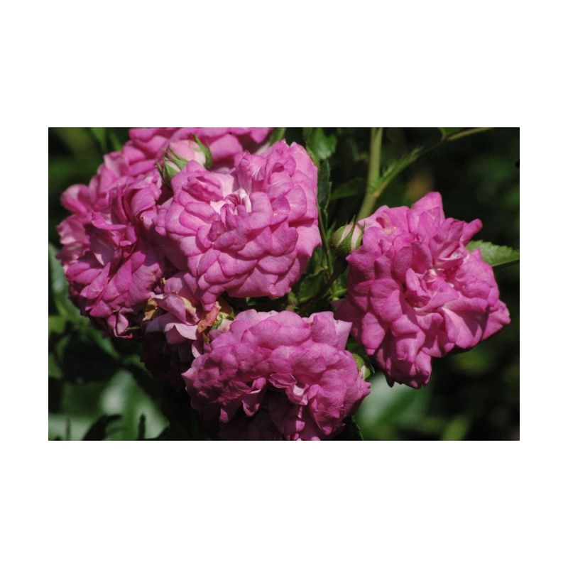 Casa si Gradina - Gradinarit si plante - Plante si ghivece - Plante in ghiveci - Planta Rosa Super Dorothy Heldoro  P9, trandafir, ghiveci 9cm - Infinity.ro