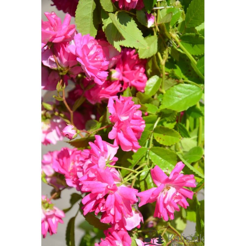 Casa si Gradina - Gradinarit si plante - Plante si ghivece - Plante in ghiveci - Planta Rosa Super Dorothy Heldoro  P9, trandafir, ghiveci 9cm - Infinity.ro