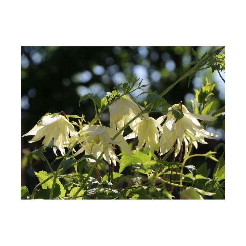 Casa si Gradina - Gradinarit si plante - Plante si ghivece - Plante in ghiveci - Planta Clematis Lemon Dream PBR GA  C2 E, ghiveci 2l - Infinity.ro