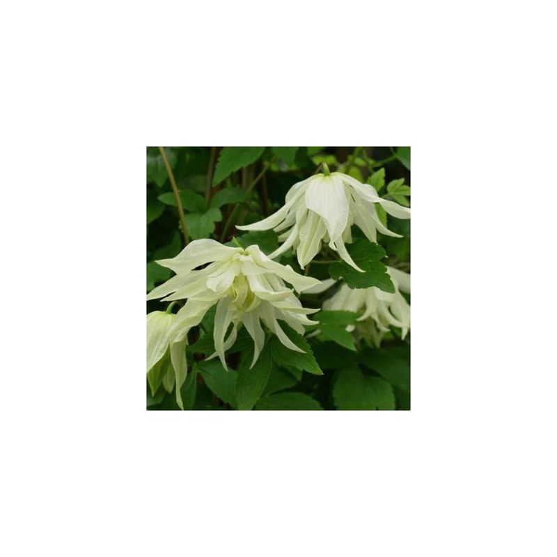 Casa si Gradina - Gradinarit si plante - Plante si ghivece - Plante in ghiveci - Planta Clematis Lemon Dream PBR GA  C2 E, ghiveci 2l - Infinity.ro