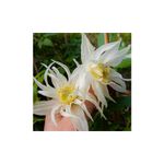 Casa si Gradina - Gradinarit si plante - Plante si ghivece - Plante in ghiveci - Planta Clematis Lemon Dream PBR GA  C2 E, ghiveci 2l - Infinity.ro