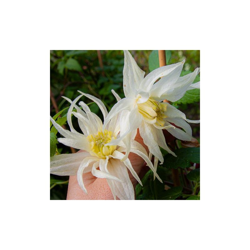 Casa si Gradina - Gradinarit si plante - Plante si ghivece - Plante in ghiveci - Planta Clematis Lemon Dream PBR GA  C2 E, ghiveci 2l - Infinity.ro