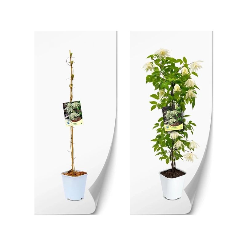 Casa si Gradina - Gradinarit si plante - Plante si ghivece - Plante in ghiveci - Planta Clematis Lemon Dream PBR GA  C2 E, ghiveci 2l - Infinity.ro
