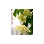 Casa si Gradina - Gradinarit si plante - Plante si ghivece - Plante in ghiveci - Planta Clematis Lemon Dream PBR GA  C2 E, ghiveci 2l - Infinity.ro