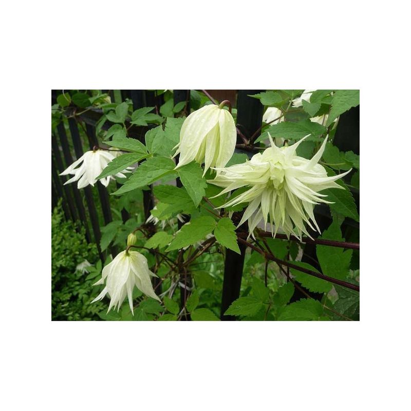 Casa si Gradina - Gradinarit si plante - Plante si ghivece - Plante in ghiveci - Planta Clematis Lemon Dream PBR GA  C2 E, ghiveci 2l - Infinity.ro