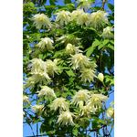 Casa si Gradina - Gradinarit si plante - Plante si ghivece - Plante in ghiveci - Planta Clematis Lemon Dream PBR GA  C2 E, ghiveci 2l - Infinity.ro